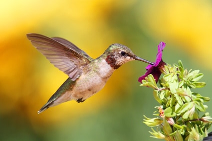 Google Creates Hummingbird