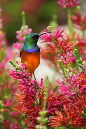 Google Creates Hummingbird Algorithm